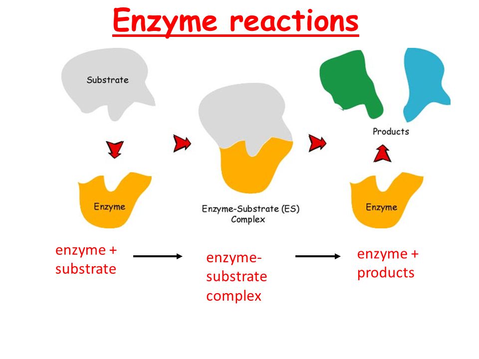 cơ-chế-hoạt-động-enzyme