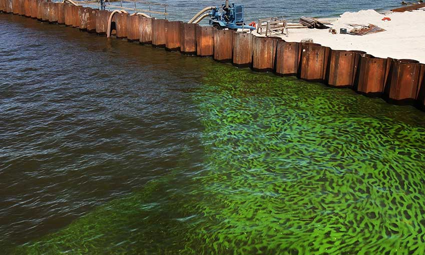 tảo lam trong ao tôm; tảo lam trong ao hồ