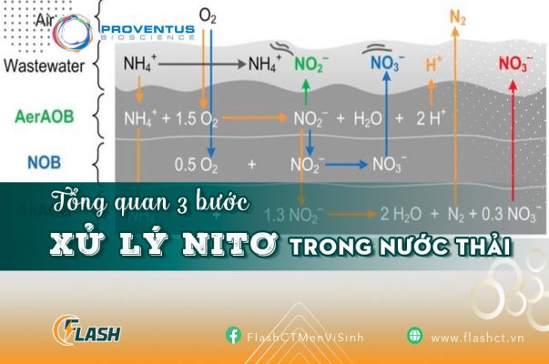 Tổng quan 3 bước xử lý nitơ trong nước thải