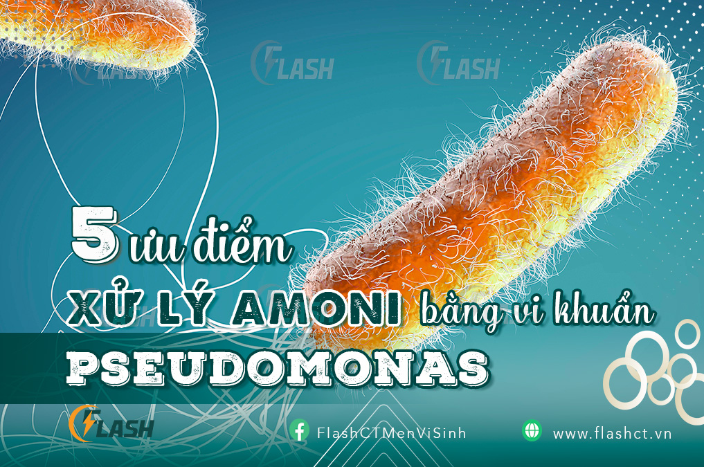 Xử lý amoni bằng vi khuẩn pseudomonas