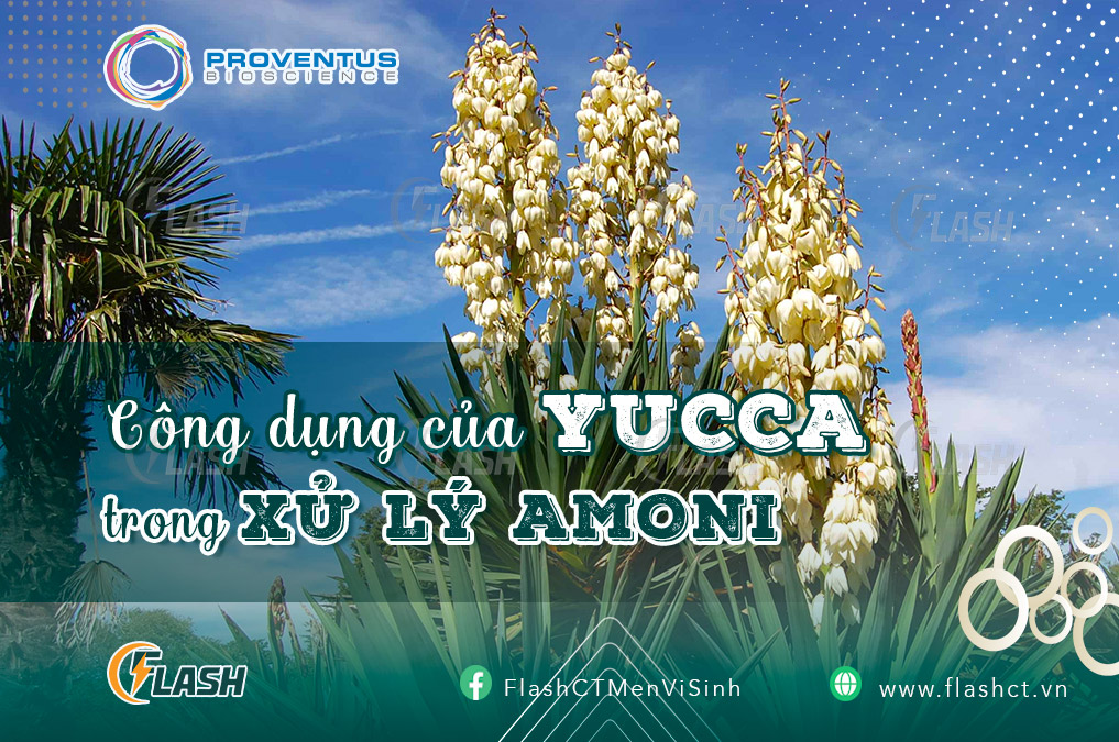 yucca là gì? Công dụng xử lý amoni của Yucca