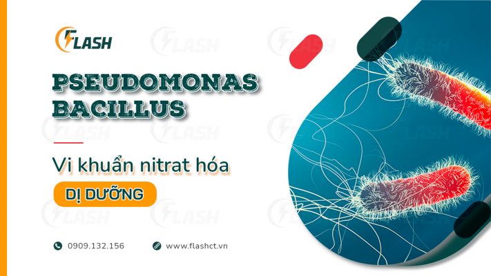 vi khuẩn nitrat hóa dị dưỡng pseudomonas bacillus nitrosomonas nitrobacter