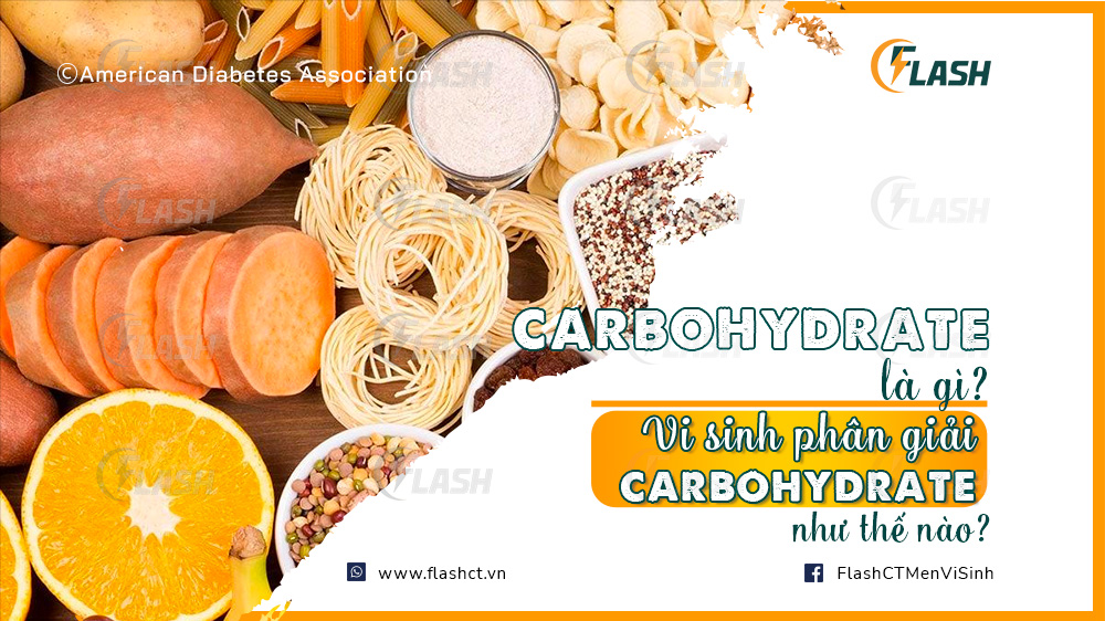 carbohydrate là gì? Vi sinh phân giải carbohydrate như thế nào?
