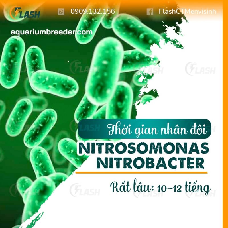 Thời gian nhân đôi của vi khuẩn nitrat hóa Nitrosomonas và Nitrobacter