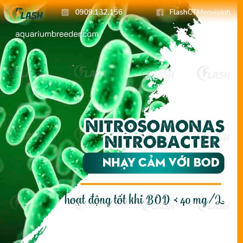sản pThBOD và vi khuẩn nitrat hóa Nitrosomonas và Nitrobacter