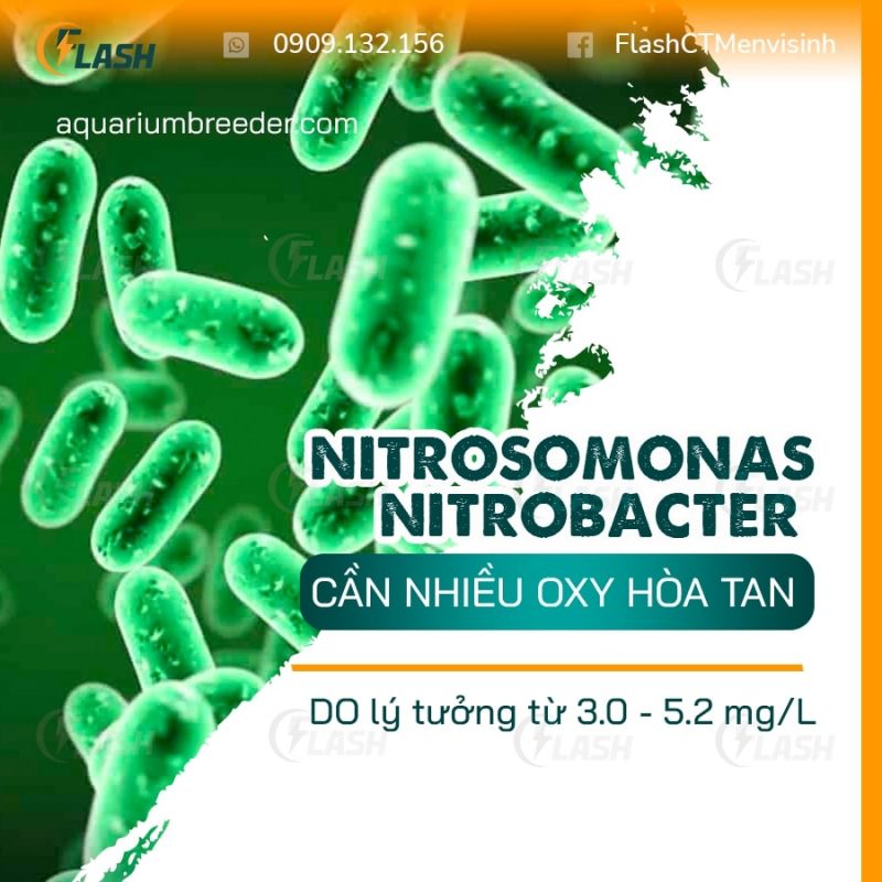 Nitrosomonas và Nitrobacter