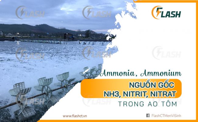 Sự khác nhau giữa ammonia, ammonium, nguồn gốc NH3, nitrit, nitrat trong ao tôm