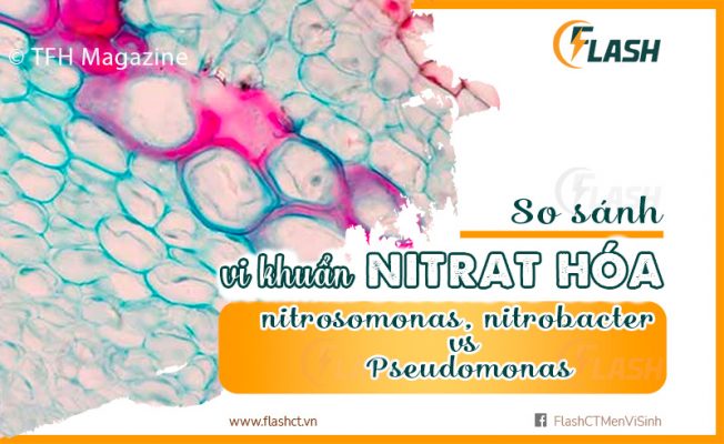 so sánh vi khuẩn nitrat hóa Nitrosomonas, Nitrobacter và Pseudomonas