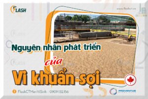 Vi khuẩn sợi gây nổi bọt 3