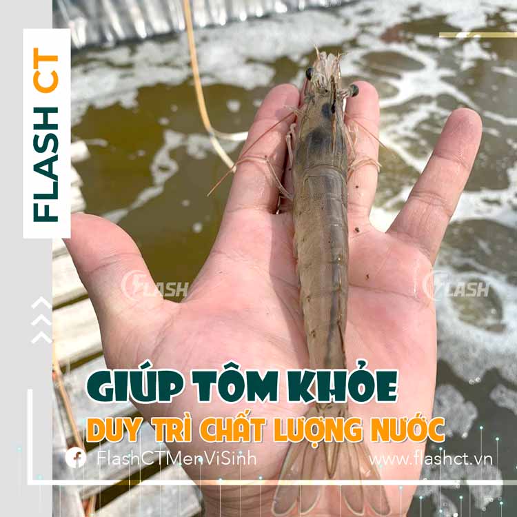 chất lượng nước ao tôm flash 1